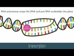 Protein Synthesis Youtube