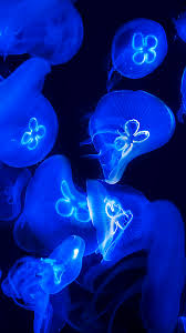 blue jellyfish hd wallpaper for android