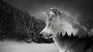 You can choose the wolf wallpapers 4k apk version that suits your phone, tablet, tv. Wolf Wallpaper 4k Kolpaper Awesome Free Hd Wallpapers