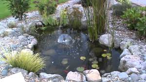 small fish pond 22 months later you