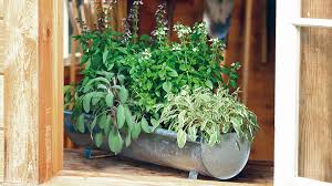 Ideas For Growing Herbs In Pots