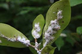 How To Identify And Control Mealybugs