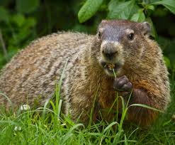 groundhog marmota monax