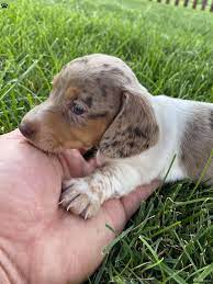 carl mini dachshund puppy in
