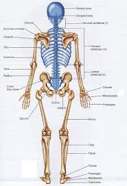 Human Bone Structure Back Human Back Bones Anatomy Human