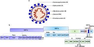 Efforts to prevent the spread of this virus stopped the epidemic in july, 2003, but over 8,000 cases had occurred and almost 800 people died. Molecular Mechanism Of Interaction Between Sars Cov 2 And Host Cells And Interventional Therapy Signal Transduction And Targeted Therapy