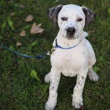 The origins of the dalmatian are, for the most part, unknown.while it was named after dalmatia, a region in western yugoslavia that's now known as croatia, it most likely did not originate there. Bullmatian Mixed Dog Breed Pictures Characteristics Facts