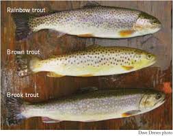 Kentucky Department Of Fish Wildlife Trout Waters