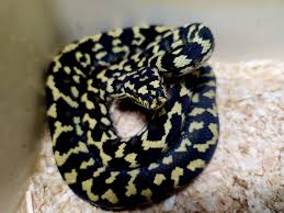 carpet python in melbourne region vic