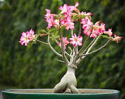 desert rose plant list of types with