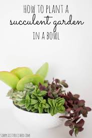 succulent container garden in a bowl