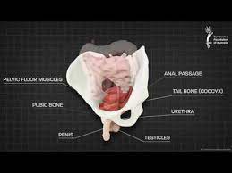 male pelvic floor muscle 3d animation