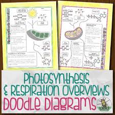 Photosynthesis And Respiration Overview Biology Doodle Diagram Notes