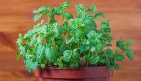Does mint grow back every year?