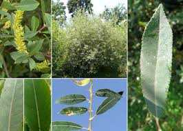 Salix triandra L. subsp. triandra - Esploriamo la flora: un progetto per ...