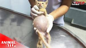 In other cases, however, a bloated stomach may be a sign of a potentially less serious condition as well. Little Stray Kitten With Swollen Belly Rescued She Gets Back To Health Lives In Good Life Youtube