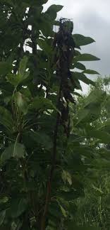 pear tree leaves black spots then