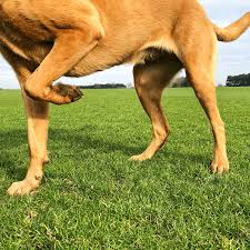 13 causes of limping in dogs pethelpful