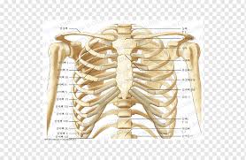 But there's so many of them! Thorax Anatomy Human Skeleton Human Body Rib Cage Gastric Anatomy Abdomen Human Body Png Pngwing