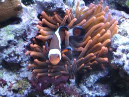 can our anemones sting aquanerd