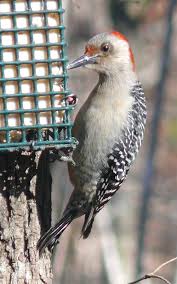6 simple and easy suet recipes for birds