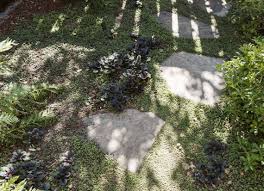ground covers to plant between pavers