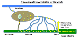 of bile acids in digestion