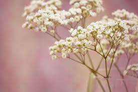 baby breath wallpapers top free baby