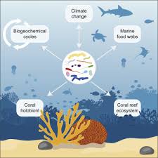 c reef microorganisms in a changing