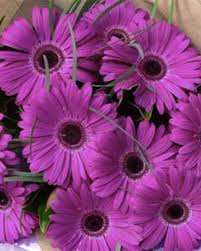 Изтеглете зашеметяващи безплатни изображения за лилави цветове. Buket Lilavi Gerberi Elektronen Magazin Za Cvetya Varna