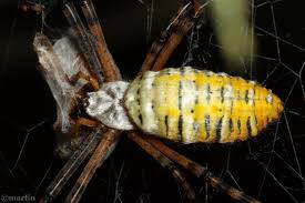 banded garden spider north american