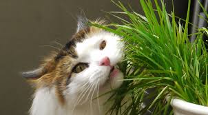 Before we end, we must say that each and every food we have discussed here are a safe option for cats , but it should be kept in mind that before giving them any of the food you should gradually make them a habit of eating that. My Cat Eats Grass But Doesn T Throw Up