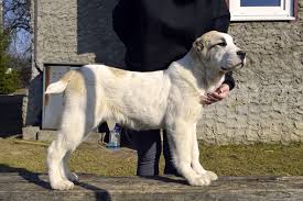 The native breed called alabai historically common among central asian peoples. Central Asian Shepherd Dog For Sale In The City Of Kipen Russian Federation Price 136 Announcement 6312