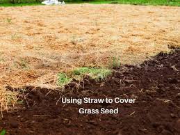Using Straw To Cover Grass Seed How
