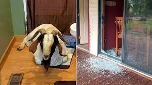 Goat Smashes Glass Door Enters Home