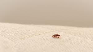 8 Best Ways To Get Rid Of Bed Bugs