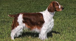 The brittany (or brittany spaniel) is a compact, closely knit dog of medium size, and leggy in appearance. Brittany Spaniel Dog Breed Profile Petfinder