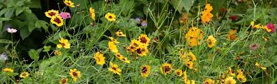 How To Grow Native Wildflowers From Seed