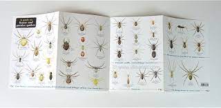 uk spider identification charts