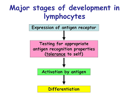 Lymphocyte Development And Survival Chapter 7 Objectives