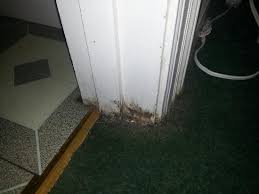 mold along the bathroom doorway tile