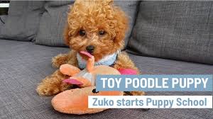 cutest toy poodle puppy zuko starts