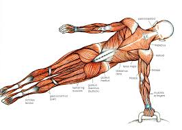 .book human muscle fraction word problems pages math reviewer grade 1 free 7th algebra practice classroom above is one of the images in human muscle coloring. Http Hannahsonnentag Weebly Com Uploads 8 7 1 8 8718469 Muscular System Tour Activity Form Pdf