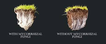 Why And How To Improve Grass Roots With Mycorrhizal Fungi
