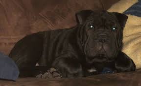 Your complete guide to the bull pei english bulldog shar pei mix. Bull Pei Dog Breed Information And Pictures