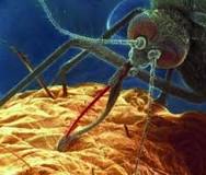 sivrisinekler-en-çok-kimi-ısırır