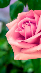 pink rose hd photo 07155 baltana