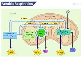 Aerobic Respiartion Definition