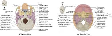 The occipitofrontalis muscle moves up the scalp and eyebrows. The Skull Anatomy And Physiology I