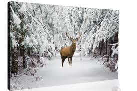 Deer In Snow Forest Winter Landscape